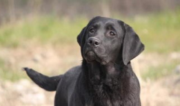 狗配人视频,温馨治愈的配对瞬间