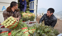 日本va视频,探索视觉艺术与音乐融合的视听盛宴